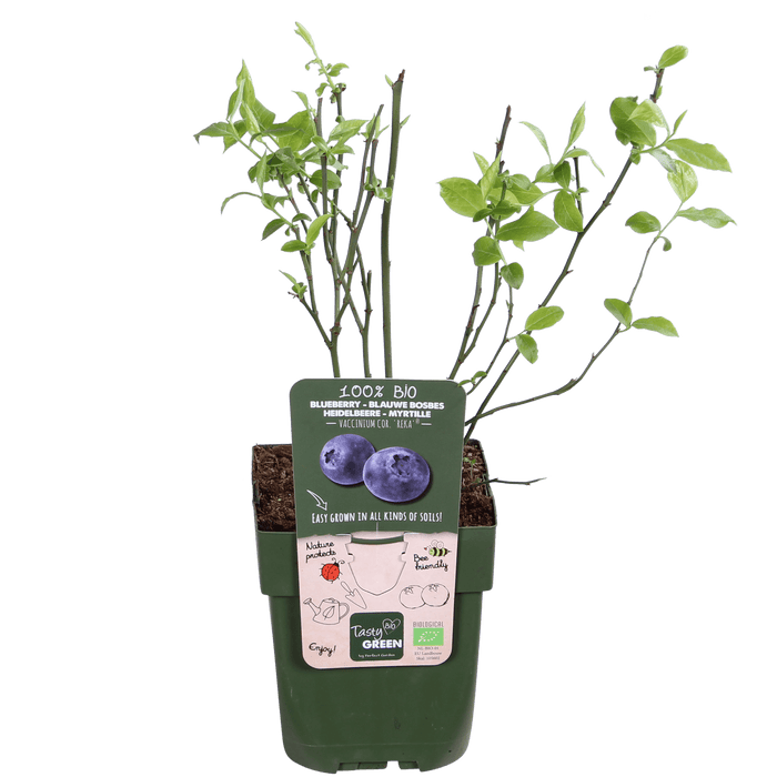 Tasty Green - Vaccinium Corymbosum 'Reka' - Blauwe Bes - Biologisch - 30 cm - Bivakshop