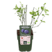 Tasty Green - Vaccinium Corymbosum 'Reka' - Blauwe Bes - Biologisch - 30 cm - Bivakshop