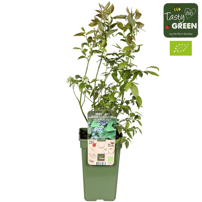 Tasty Green - Vaccinium Corymbosum 'Reka' - Blauwe Bes - Biologisch - 30 cm - Bivakshop