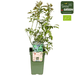Tasty Green - Vaccinium Corymbosum 'Reka' - Blauwe Bes - Biologisch - 30 cm - Bivakshop