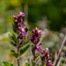 Teucrium - 12X Teucrium Lucidrys - ↕10 - 25Cm - Ø9Cm - Bivakshop