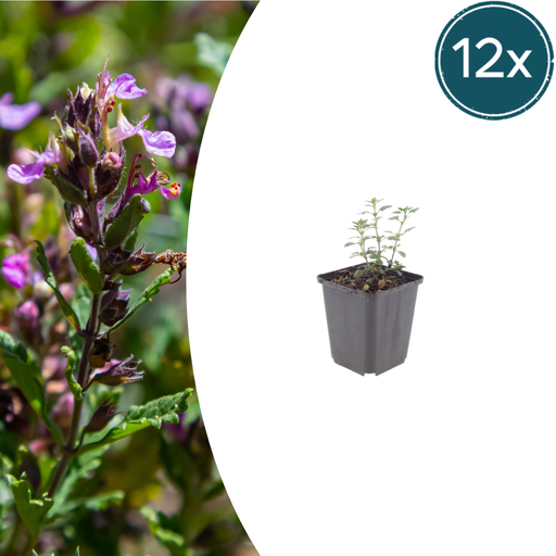 Teucrium - 12X Teucrium Lucidrys - ↕10 - 25Cm - Ø9Cm - Bivakshop