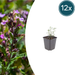 Teucrium - 12X Teucrium Lucidrys - ↕10 - 25Cm - Ø9Cm - Bivakshop