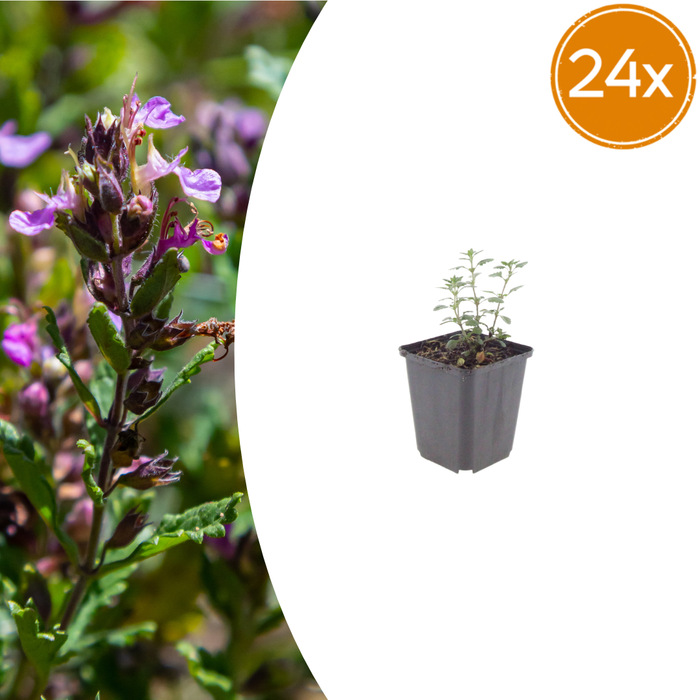 Teucrium - 24X Teucrium Lucidrys - ↕10 - 25cm - Ø9cm - Bivakshop
