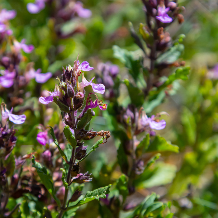 Teucrium - 48X Teucrium Lucidrys - ↕10 - 25cm - Ø9cm - Bivakshop