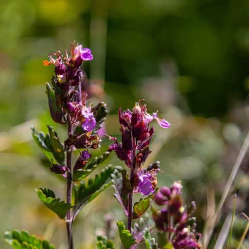 Teucrium - 48X Teucrium Lucidrys - ↕10 - 25cm - Ø9cm - Bivakshop