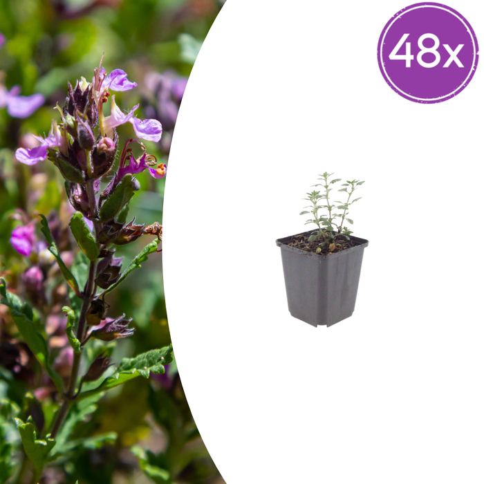 Teucrium - 48X Teucrium Lucidrys - ↕10 - 25cm - Ø9cm - Bivakshop