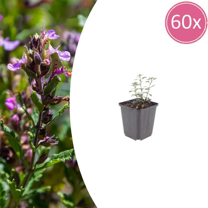 Teucrium - 60X Teucrium Lucidrys - ↕10 - 25cm - Ø9cm - Bivakshop