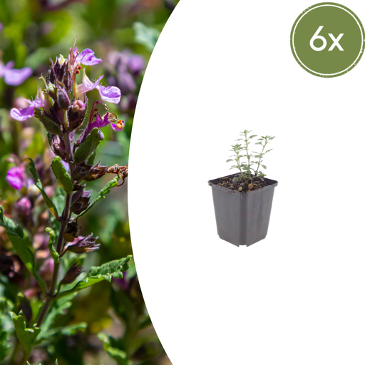 Teucrium - 6X Teucrium Lucidrys - ↕10 - 25cm - Ø9cm - Bivakshop