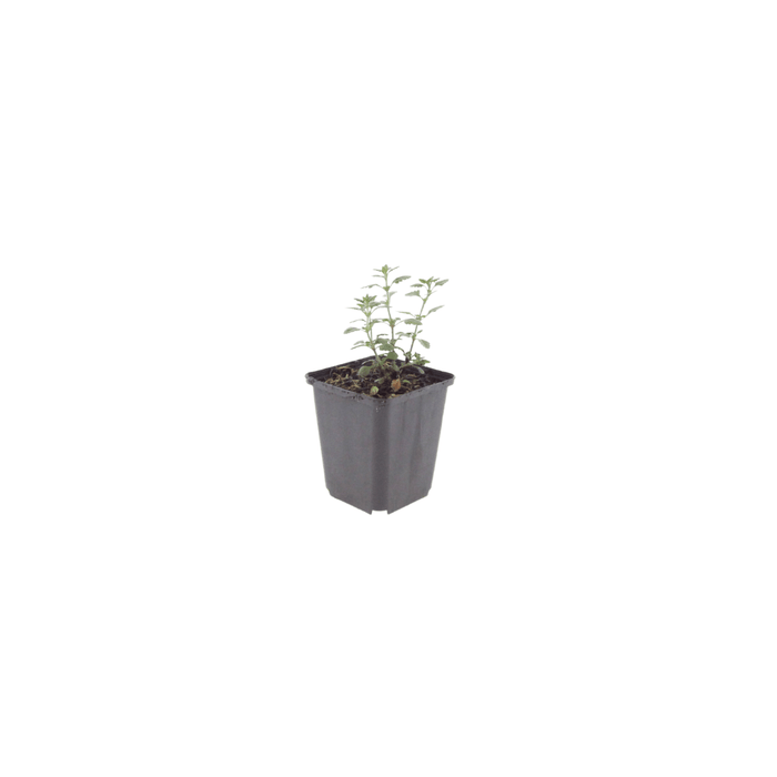 Teucrium - 6X Teucrium Lucidrys - ↕10 - 25cm - Ø9cm - Bivakshop