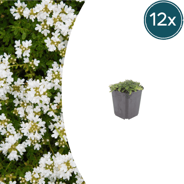Thymus - 12X Thymus Praecox 'Albiflorus' - ↕10 - 25cm - Ø9cm - Bivakshop