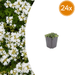 Thymus - 24X Thymus Praecox 'Albiflorus' - ↕10 - 25cm - Ø9cm - Bivakshop