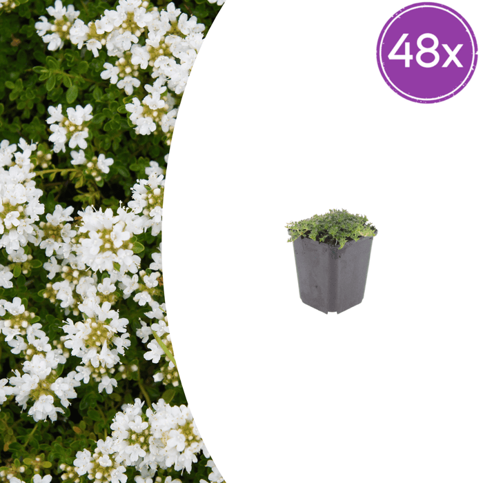 Thymus - 48X Thymus Praecox 'Albiflorus' - ↕10 - 25cm - Ø9cm - Bivakshop