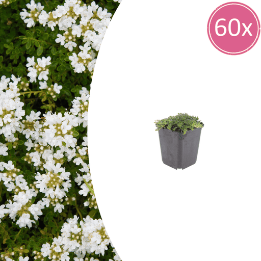 Thymus - 60X Thymus Praecox 'Albiflorus' - ↕10 - 25cm - Ø9cm - Bivakshop