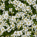 Thymus - 60X Thymus Praecox 'Albiflorus' - ↕10 - 25cm - Ø9cm - Bivakshop