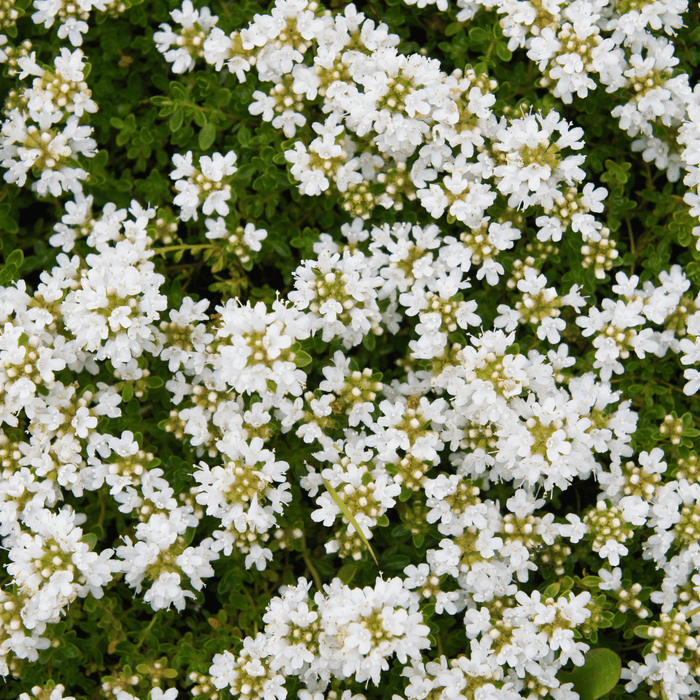 Thymus - 6X Thymus Praecox 'Albiflorus' - ↕10 - 25cm - Ø9cm - Bivakshop