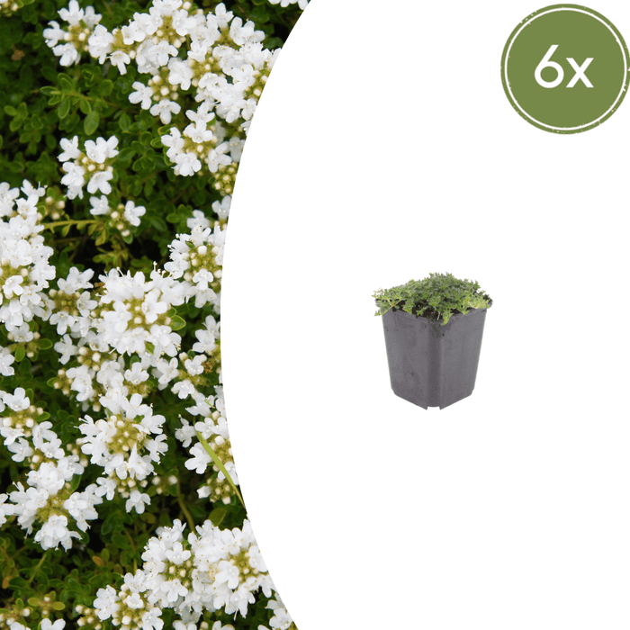 Thymus - 6X Thymus Praecox 'Albiflorus' - ↕10 - 25cm - Ø9cm - Bivakshop
