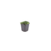 Thymus - 6X Thymus Praecox 'Albiflorus' - ↕10 - 25cm - Ø9cm - Bivakshop