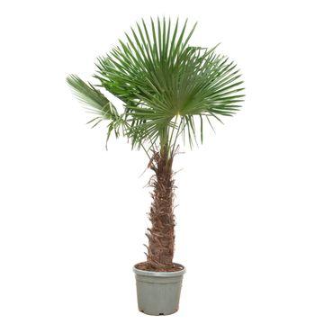 Trachycarpus Fortunei winterharde waaierpalm