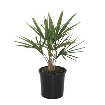 Trachycarpus Fortunei - 40 cm - Bivakshop