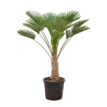 Trachycarpus Wagnerianus - 130 cm - Winterharde waaierpalm - Bivakshop