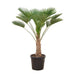 Trachycarpus Wagnerianus - 130 cm - Winterharde waaierpalm - Bivakshop