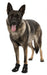 Trixie - Pootbescherming Walker Active Zwart - Diverse maten - Bivakshop
