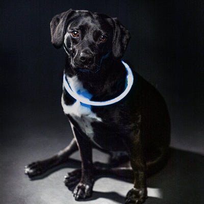 Trixie – USB Flash Light Halsband Blauw (40 cm & 65 cm) – Oplaadbaar – 200 m Zichtbaarheid - Bivakshop