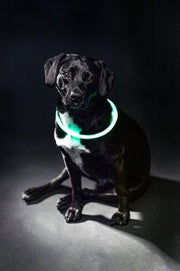 Trixie – USB Flash Light Halsband Groen (40 cm & 65 cm) – Oplaadbaar – 200 m Zichtbaarheid - Bivakshop