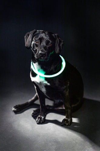 Trixie – USB Flash Light Halsband Groen (40 cm & 65 cm) – Oplaadbaar – 200 m Zichtbaarheid - Bivakshop