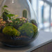 Urbanjngl - Love Mom Terrarium Sam - LED Verlichting - Ø 24.5 cm - 30 cm - Moederdag Cadeau - Bivakshop