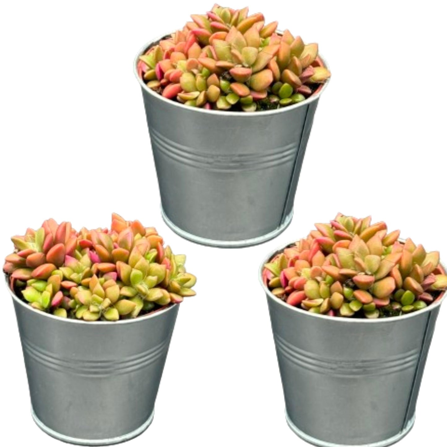 Vetplanten - Anacampseros rufescens varigata - 8.5Cmø ↕️8 10Cm hoog - 3 Stuks - Bivakshop