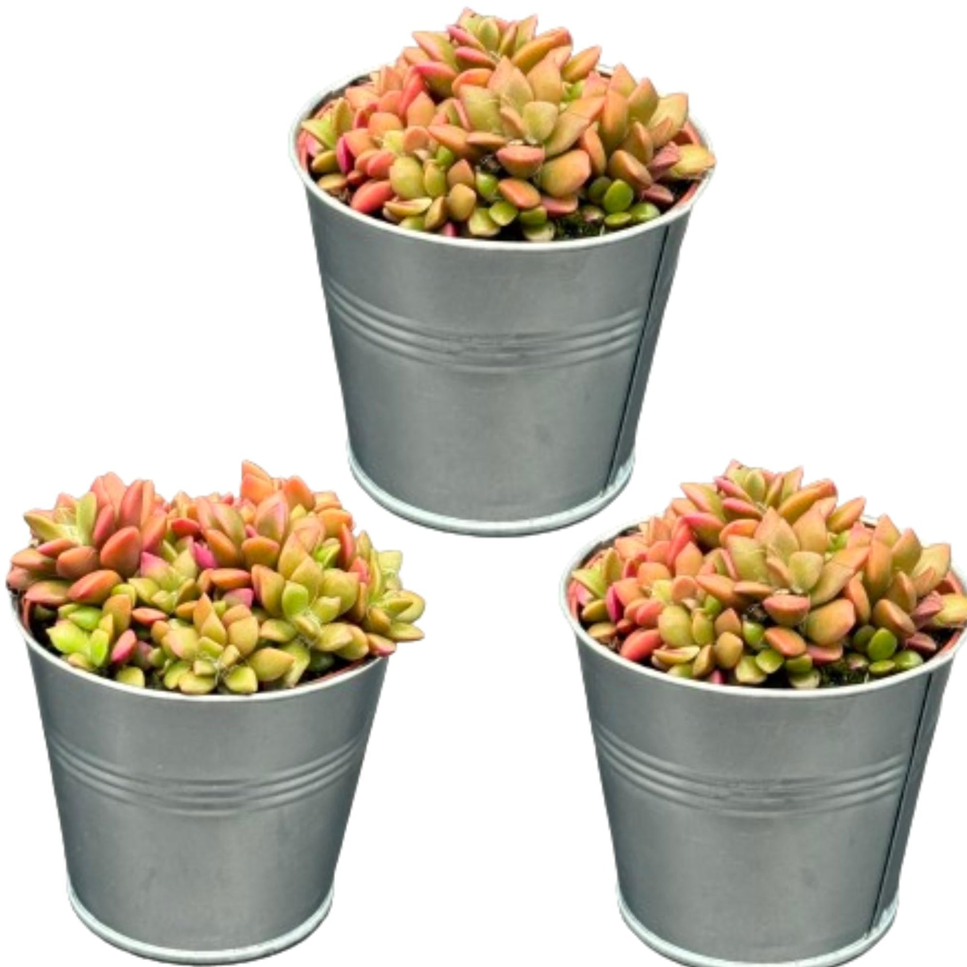 Vetplanten - Anacampseros rufescens varigata - 8.5Cmø ↕️8 10Cm hoog - 3 Stuks - Bivakshop