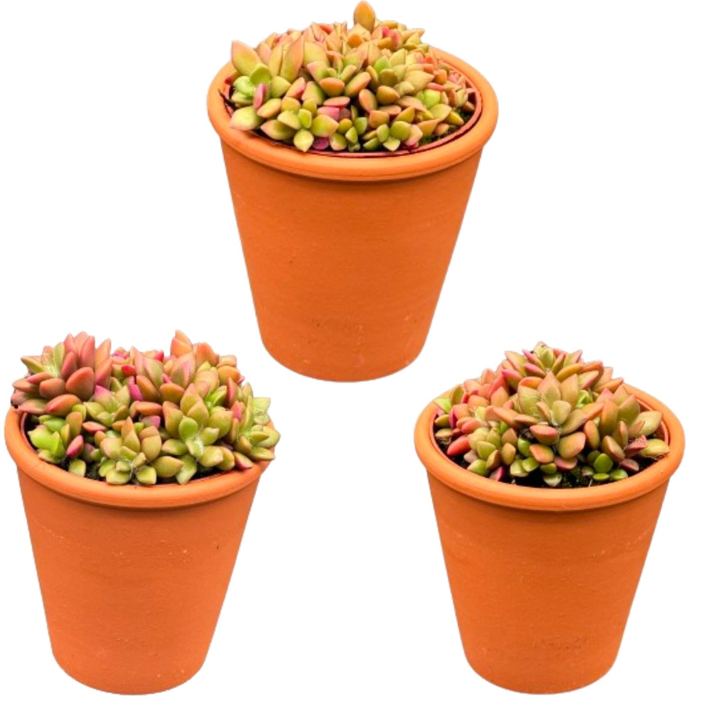 Vetplanten - Anacampseros rufescens varigata - 8.5Cmø ↕️8 10Cm hoog - 3 Stuks - Bivakshop