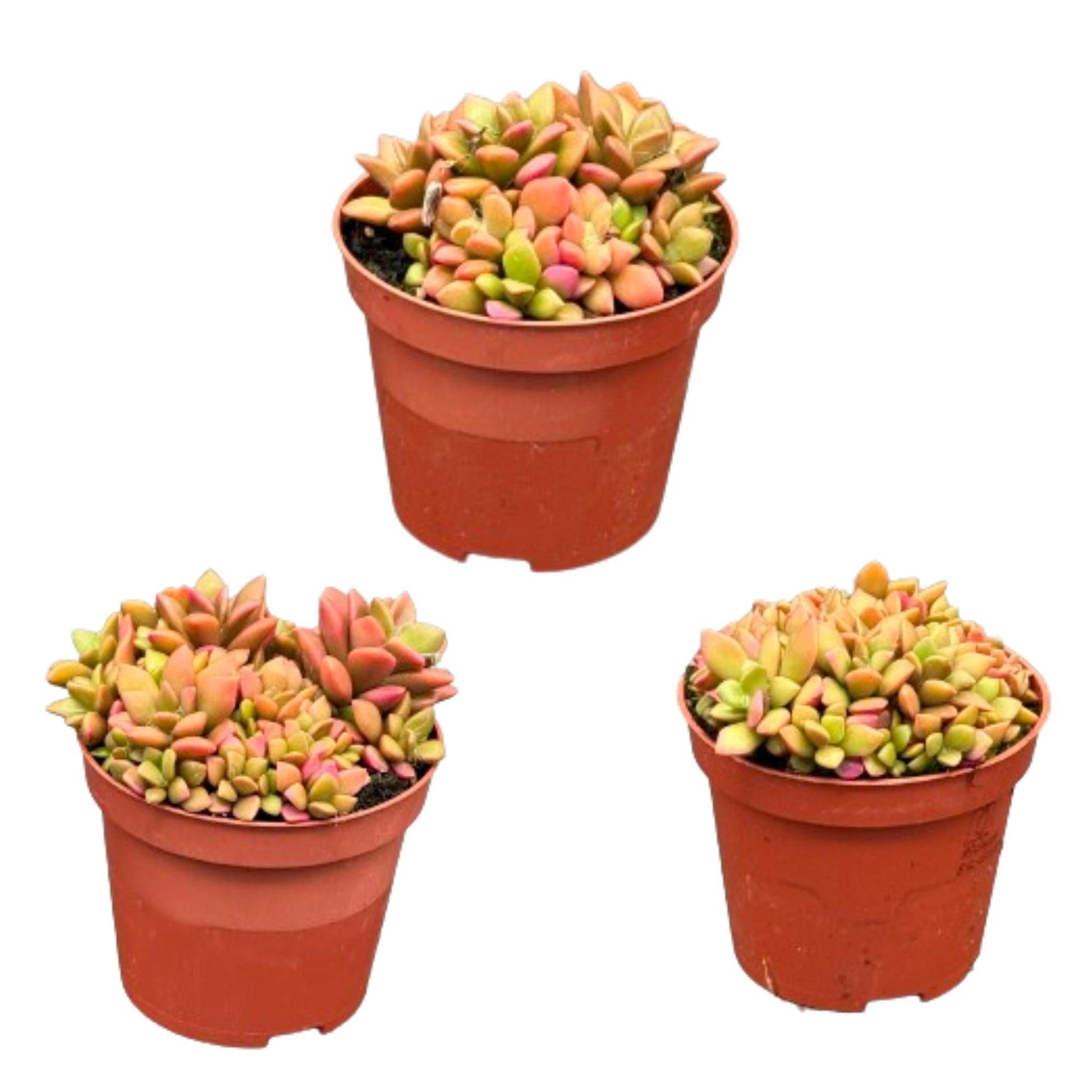 Vetplanten - Anacampseros rufescens varigata - 8.5Cmø ↕️8 10Cm hoog - 3 Stuks - Bivakshop