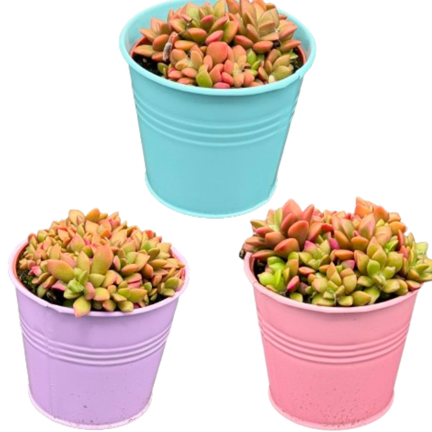 Vetplanten - Anacampseros rufescens varigata - 8.5Cmø ↕️8 10Cm hoog - 3 Stuks - Bivakshop