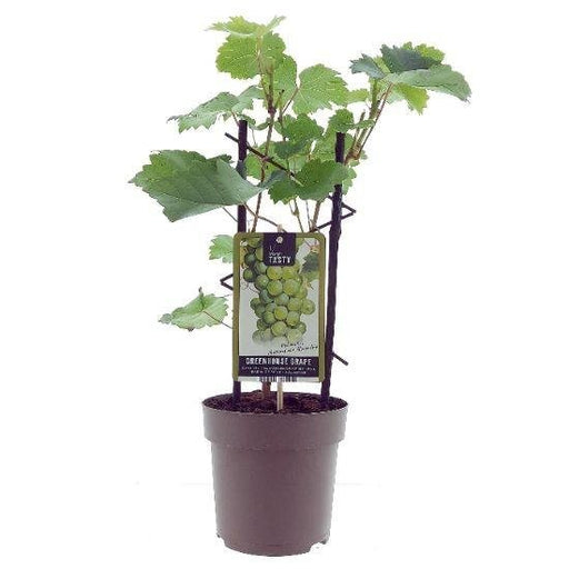 Vitis ‘Muskaat de Alexandrië’ – Druivenplant – Ø15 cm – ↕40 cm - Bivakshop