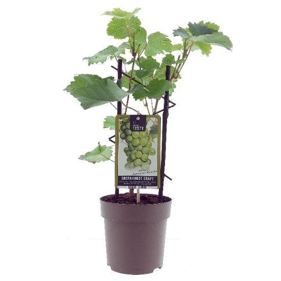 Vitis ‘Muskaat de Alexandrië’ – Druivenplant – Ø15 cm – ↕40 cm - Bivakshop