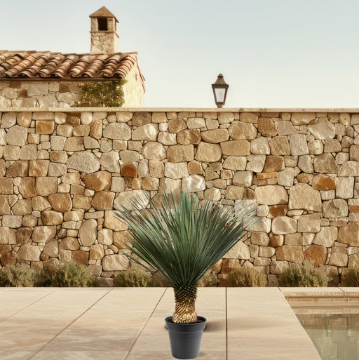 Everyplants Yucca rostrata 100–120 cm