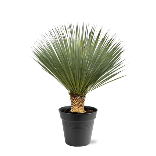 Everyplants Yucca rostrata 100–120 cm