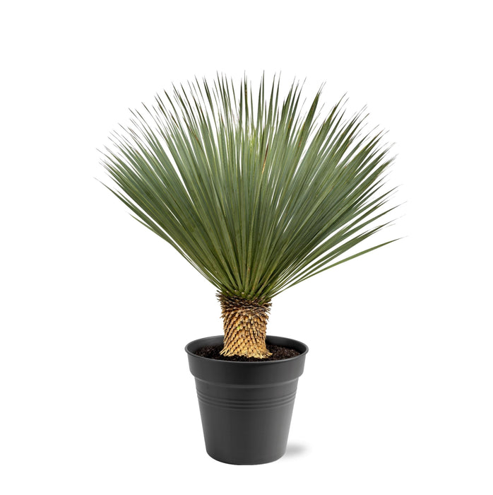 Everyplants Yucca rostrata 100–120 cm