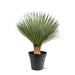 Everyplants Yucca rostrata 100–120 cm