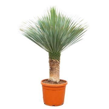 Yucca Rostrata - 140 - 160 cm - Ø55 - Bivakshop