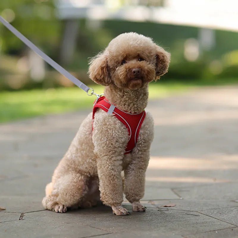 "Harnas en lijn set voor kleine honden -Reflecterend - Bivakshop