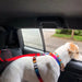 Verstelbare huisdier autogordel voor veilige reizen - Honden en katten autogordel - Bivakshop